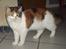 Maine Coon Daria of Daimonds-dreams