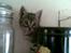 Huskat Cille † R.I.P. †