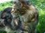 Maine Coon Ally R.I.P - *NYT* Ally i haven 6/5 08
