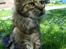 Maine Coon Ally R.I.P - *NYT* Ally i haven 6/5 08