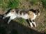 Huskat Futte <3