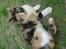 Huskat Futte <3