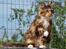 Maine Coon DK Abelone's Biki
