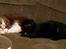 Blanding af racer Muddie † - Muddie sover med min tidligere kat Fie <3
