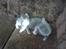 Huskat Alfred <3