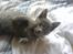 Huskat Alfred <3