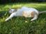 Huskat Bette Mis
