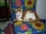 Huskat Bette Mis