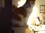 Huskat Bette Mis