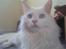 Maine Coon Dk Aquacoon´s Xeo