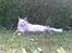 Maine Coon Dk Aquacoon´s Xeo