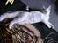 Maine Coon Dk Aquacoon´s Xeo