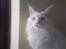 Maine Coon Dk Aquacoon´s Xeo