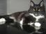 Maine Coon R.I. P min lille dreng,  Mega Good-Will " Willow" - Willow det nyeste billede af mors Guldklumb her er han ca 6 mdr.