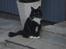 Maine Coon R.I. P min lille dreng,  Mega Good-Will " Willow" - willow sidder som en smuk statue i vores gård... Maj-08
