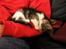 Huskat Fu Quan