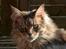 Maine Coon Phoenix (R.I.P)