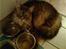 Maine Coon Phoenix (R.I.P)