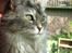 Maine Coon Simba