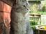 Maine Coon Simba