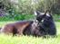 Maine Coon Mia R.I.P