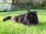 Maine Coon Mia R.I.P