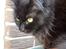 Maine Coon Bella R.I.P 