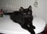 Blanding af racer Balou - min smukke kat Balou