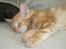Maine Coon Lykken's Lystig - disse billeder er fra da vi lige havde fået ham hjem