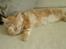 Maine Coon Lykken's Lystig