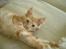 Maine Coon Lykken's Lystig