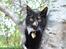 Huskat Shadow R.I.P