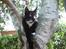Huskat Shadow R.I.P