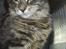 Maine Coon Corona aka Cassi