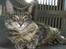 Maine Coon Corona aka Cassi