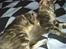 Maine Coon Corona aka Cassi