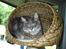 Maine Coon Corona aka Cassi
