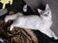 Maine Coon Dk Aquacoon´s Xeo