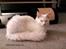 Maine Coon Dk Aquacoon´s Xeo