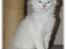 Maine Coon Dk Aquacoon´s Xeo