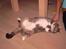 Blanding af racer Oliver <3 R.I.P - Tykke kat :P