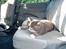 Blanding af racer Oliver <3 R.I.P - Oliver ville med mormor hjem , og havde selv hoppet ind af vinduet til bilen :)