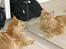 Maine Coon Micharlos Don Juan - Spejl-kat?