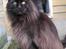 Maine Coon Micharlo's Milas