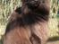 Maine Coon Micharlo's Milas