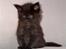 Maine Coon Micharlo's Milas