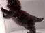 Maine Coon Micharlo's Milas