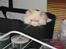 Colorpoint DK Lai-An´s True Love - jeg er osse jeres lille baby