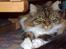 Maine Coon chilli