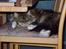 Maine Coon chilli